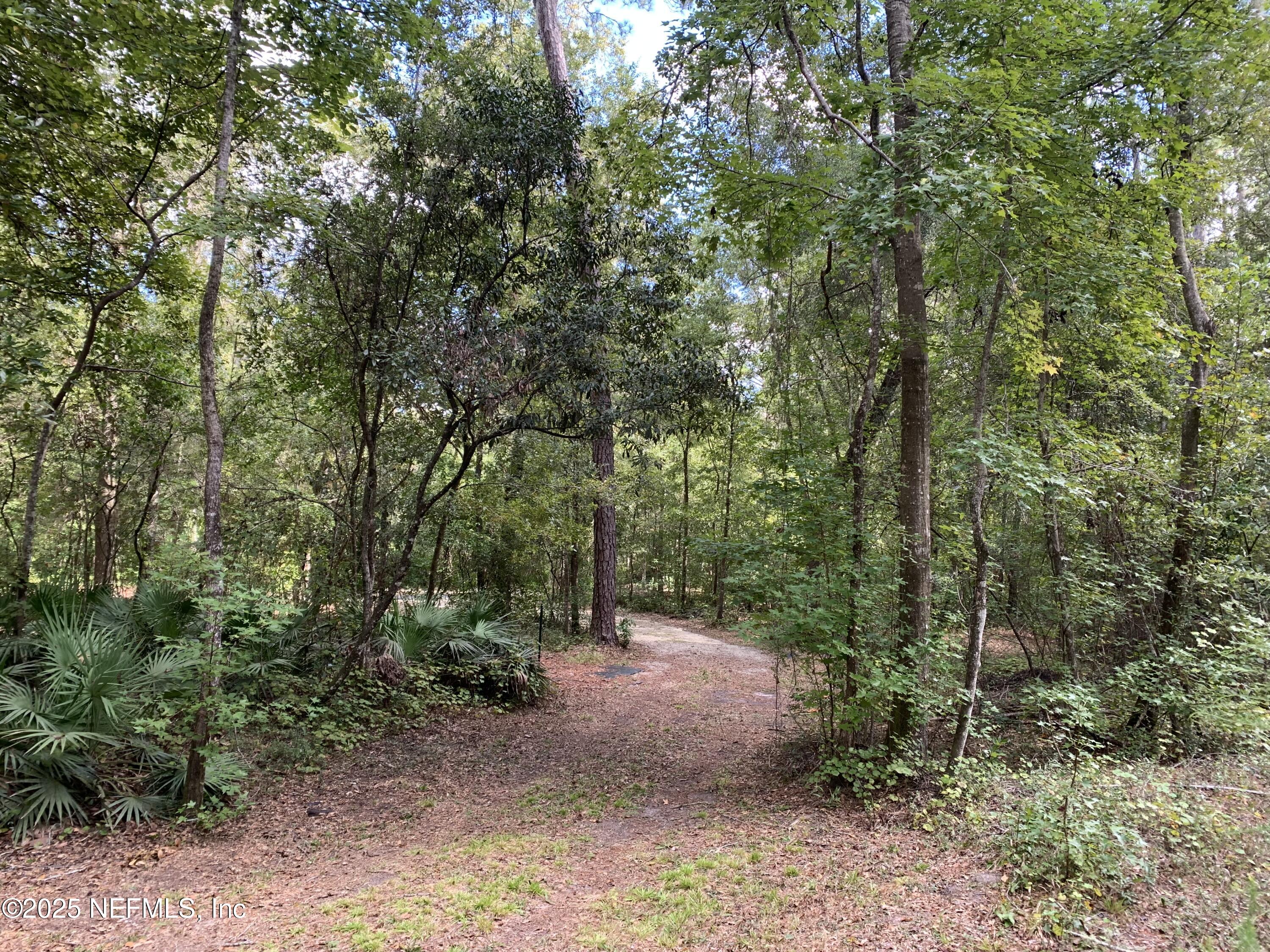 118 Corbina Way Florahome, FL 32140 - Photo 3 of 23 a view of a forest with trees in the background
