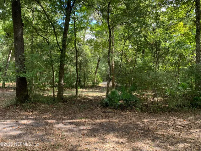 a view of a forest filled with trees