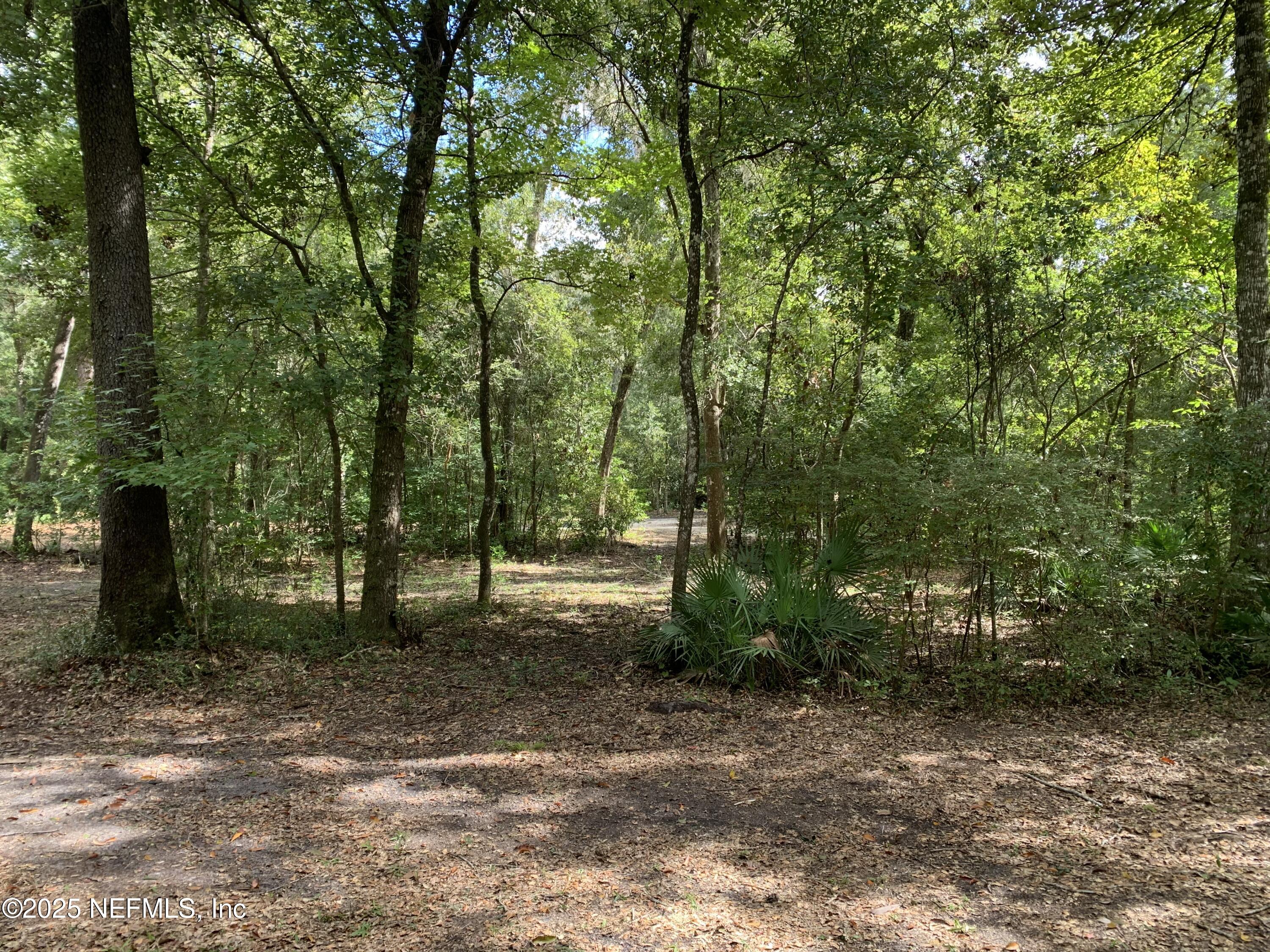 118 Corbina Way Florahome, FL 32140 - Photo 5 of 23 a view of a forest filled with trees