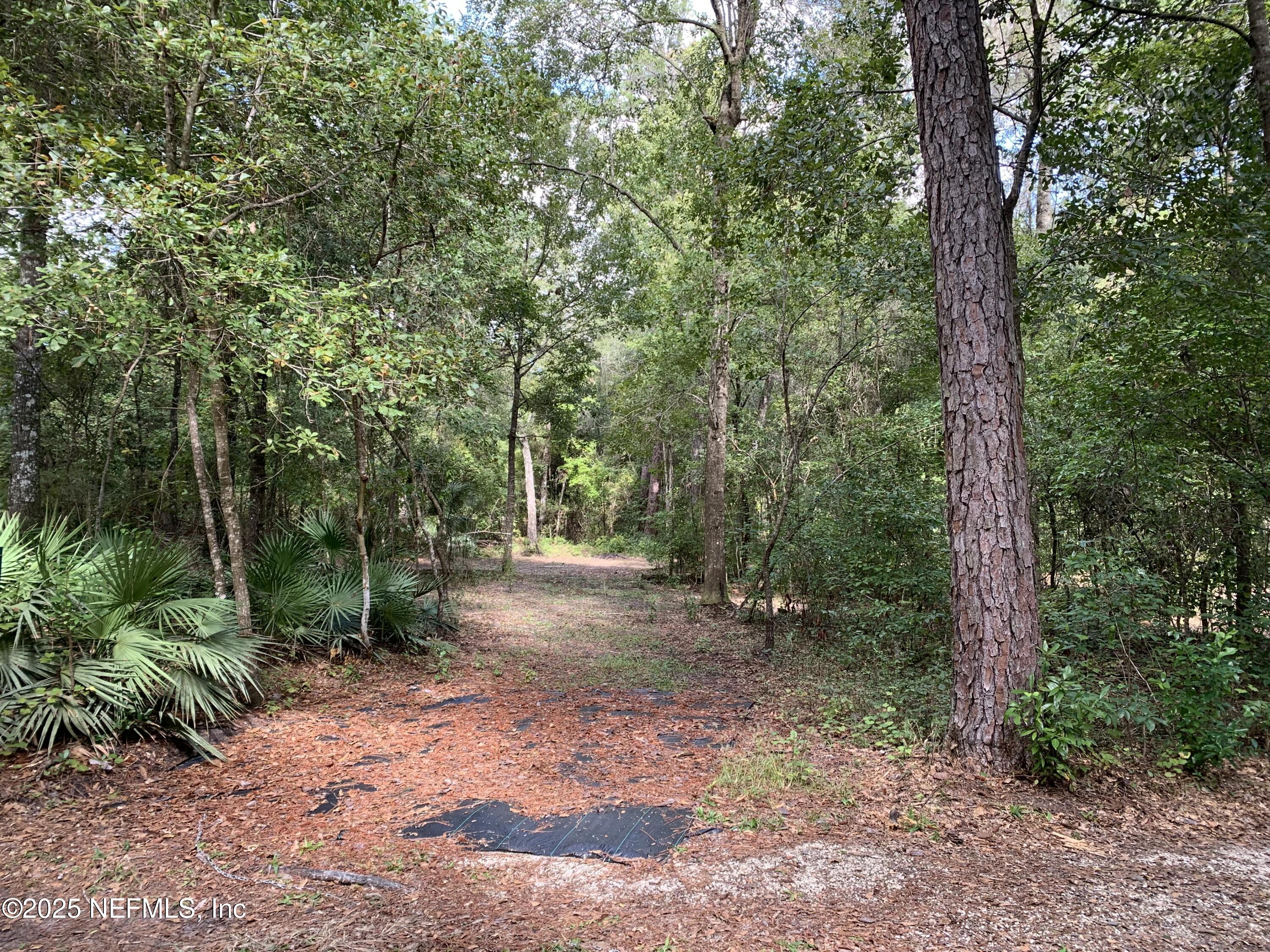 118 Corbina Way Florahome, FL 32140 - Photo 6 of 23 a view of a forest with trees