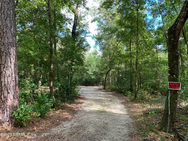 a view of a forest with trees