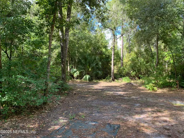 a view of a forest filled with trees