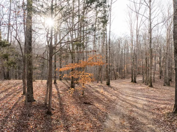 a area with trees in the background