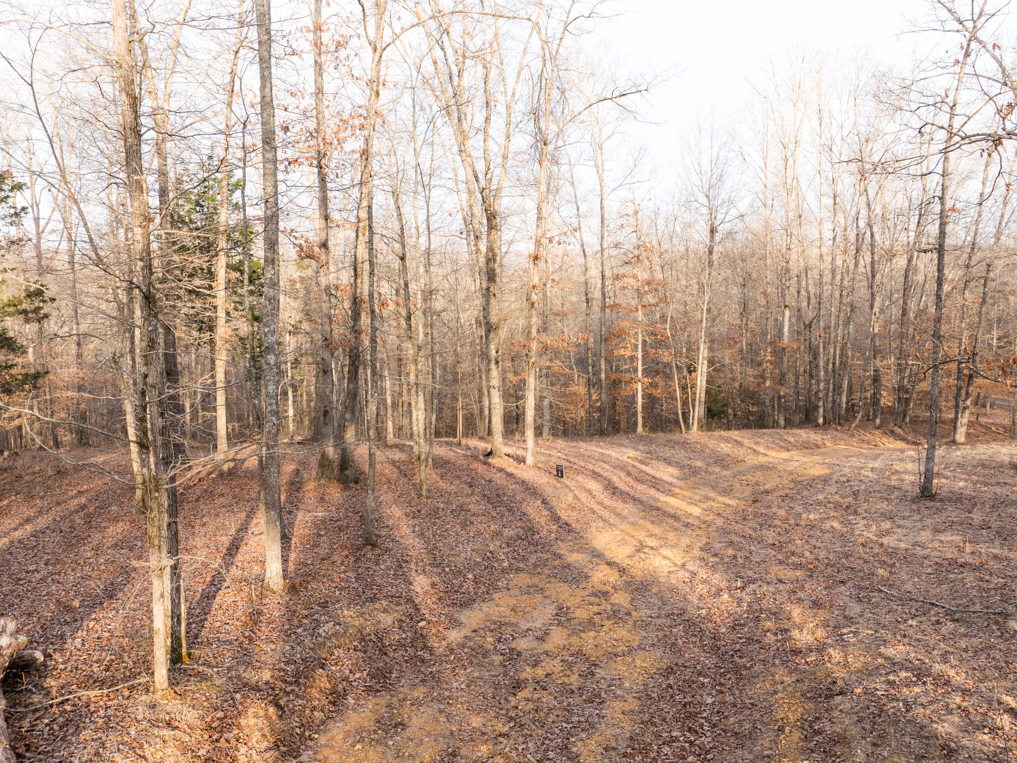 6 Pinewood Road Nunnelly, TN 37137 - Photo 4 of 10 a view of backyard with trees