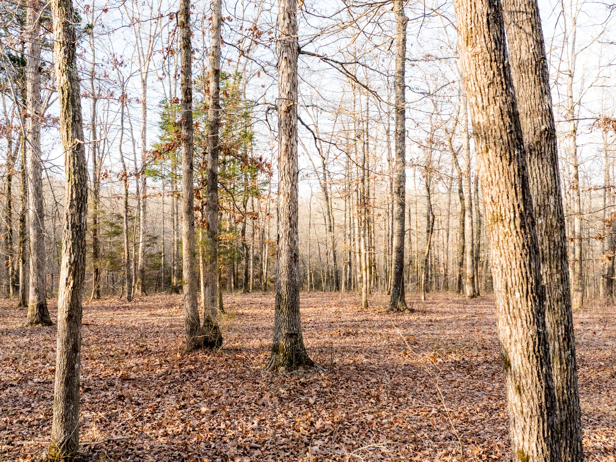 6 Pinewood Road Nunnelly, TN 37137 - Photo 6 of 10 a view of yard