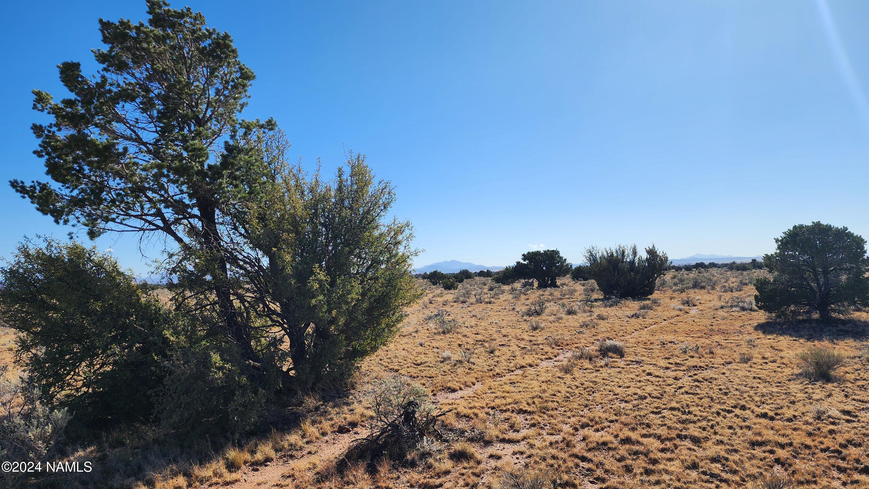 3433 Red Butte Road Williams, AZ 86046 - Photo 2 of 22 a view of a dry yard with a tree