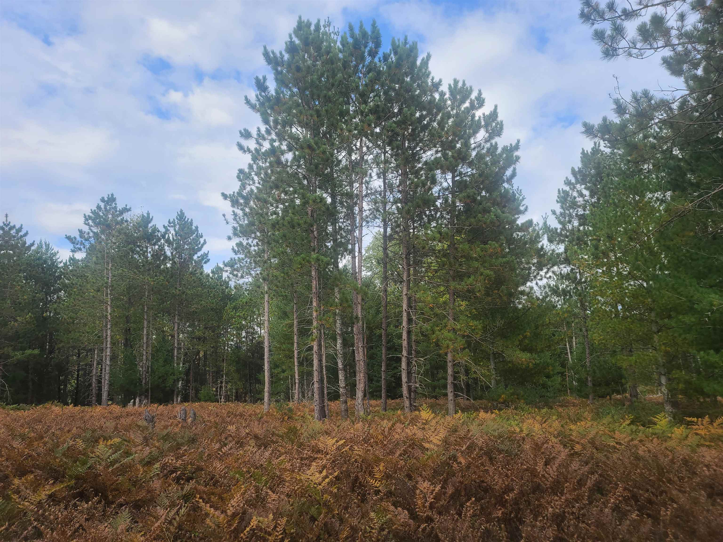 6367 Puffer Road Southwest South Boardman, MI 49680 - Photo 5 of 8