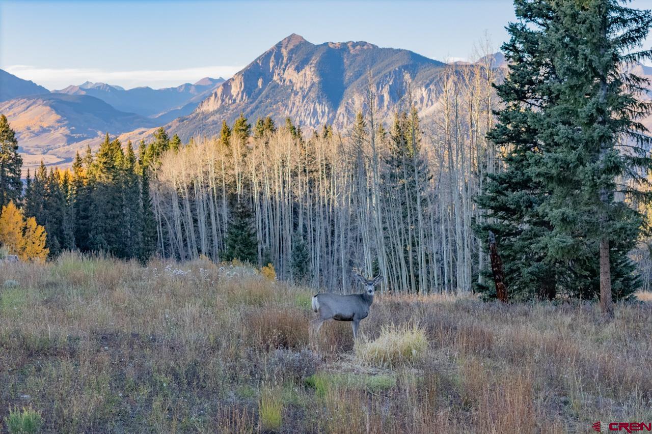 1252 Red Mountain Ranch Road Crested Butte, CO 81224 - Photo 15 of 21 Gallery Image 15