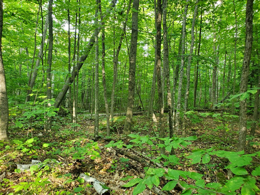 Tbd Fitzgerald Road Ellison Bay, WI 54210 - Photo 2 of 7 Gallery Image 2