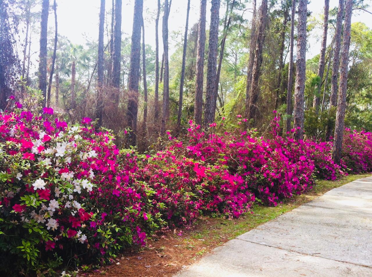 550 Driftwood Point Road Santa Rosa Beach, FL 32459 - Photo 8 of 47 Azaleas in the Spring Along the Driveway