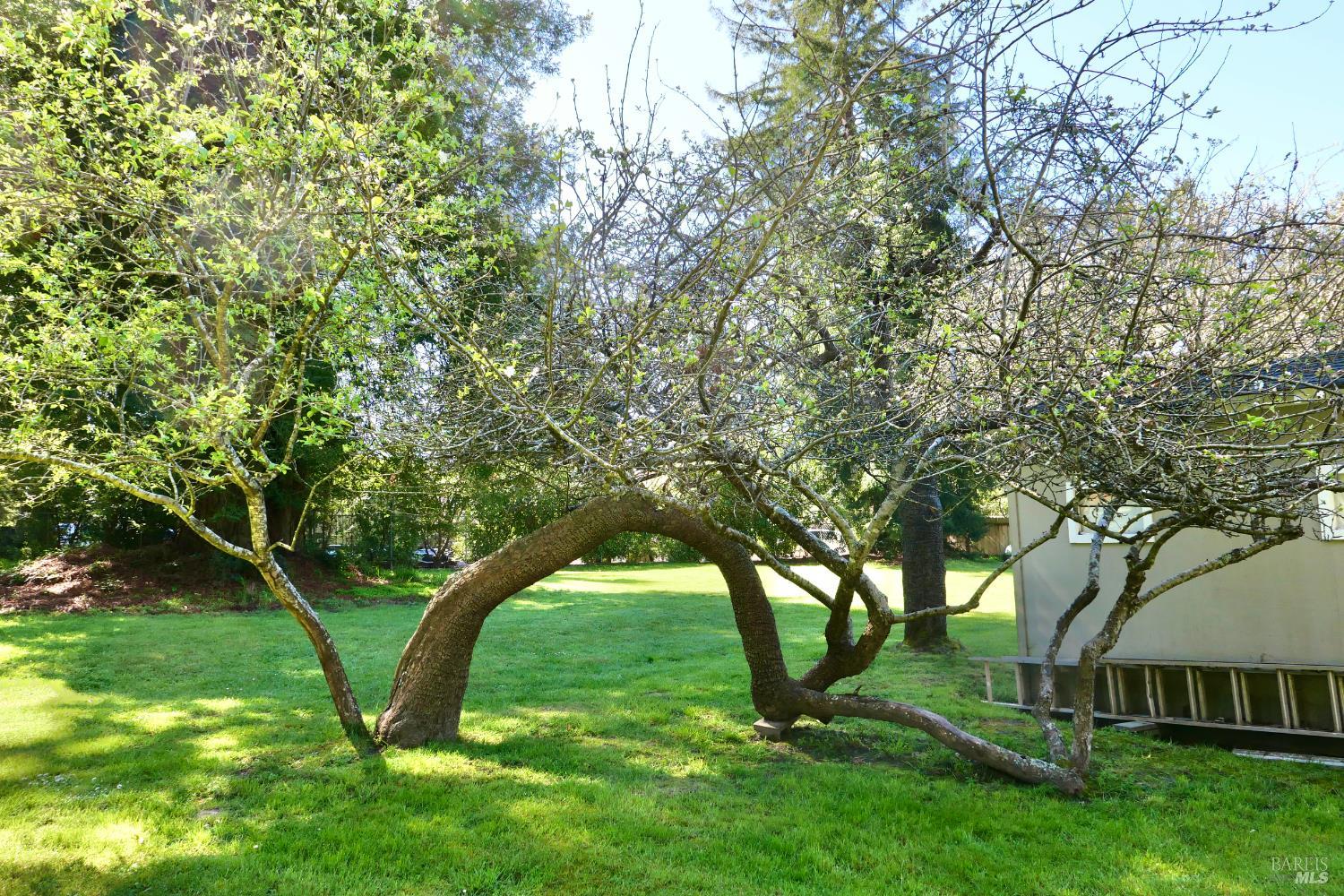 30860 Simpson Lane Fort Bragg, CA 95437 - Photo 31 of 33 a view of swimming pool with a backyard