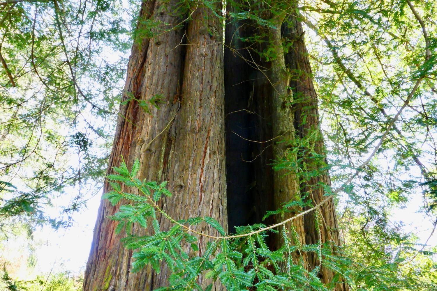 30860 Simpson Lane Fort Bragg, CA 95437 - Photo 32 of 33