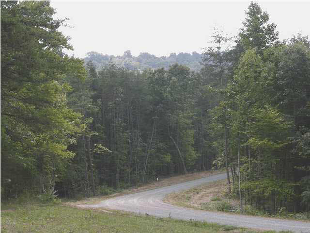 2614 Stagebridge Road Lovingston, VA 22949 - Photo 3 of 13 a view of a forest with a tree