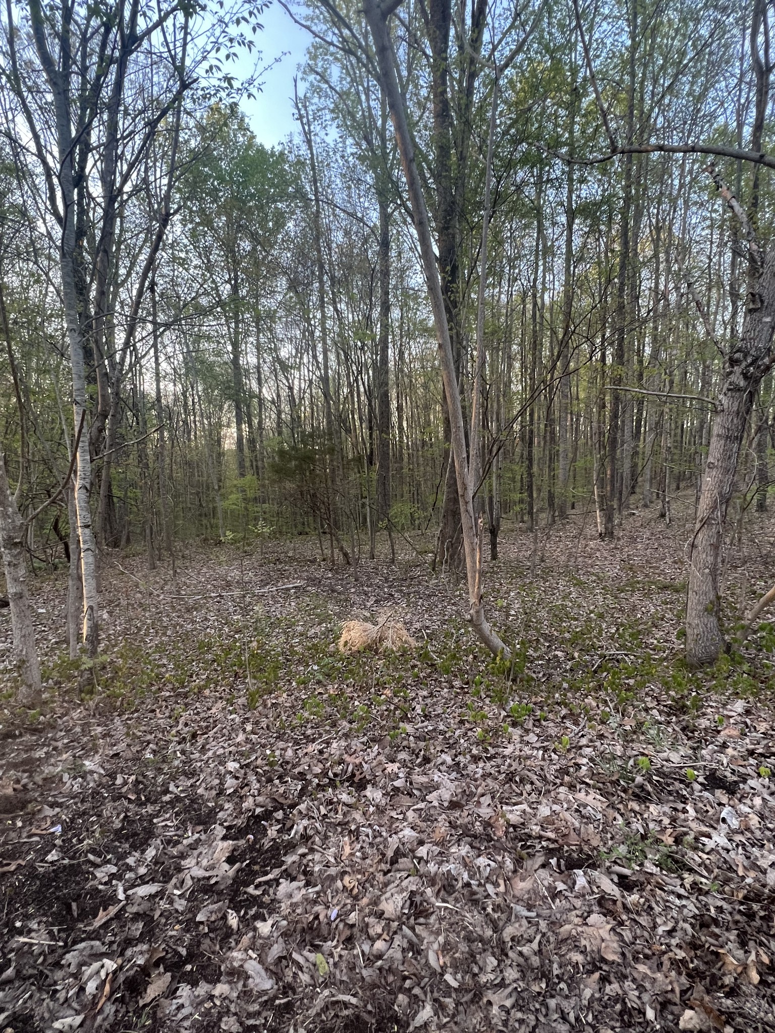 22 Rocky Top Road Sparta, TN 38583 - Photo 3 of 6 a view of a forest with trees in the background