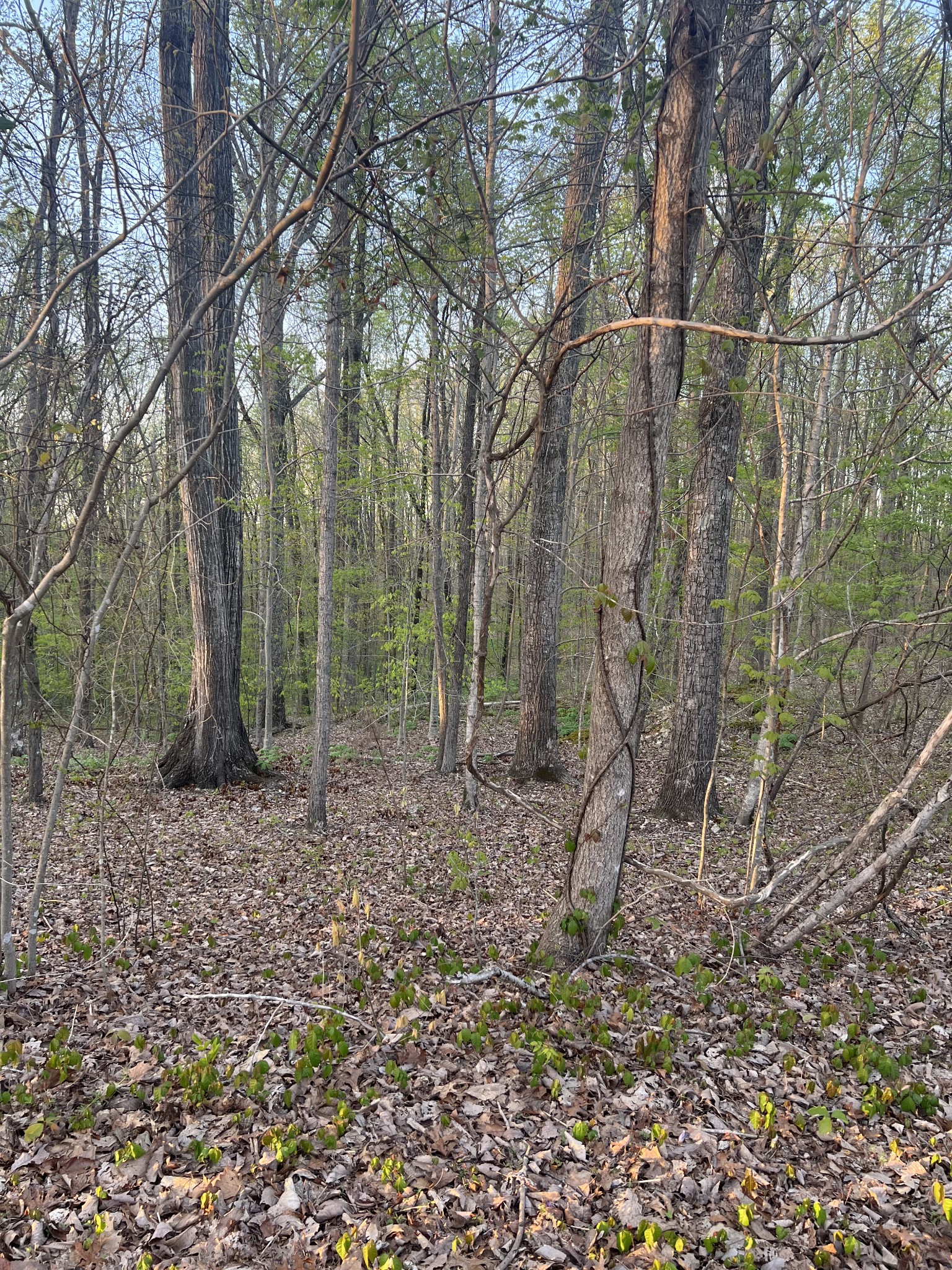 22 Rocky Top Road Sparta, TN 38583 - Photo 4 of 6 a backyard of a house with lots of green space