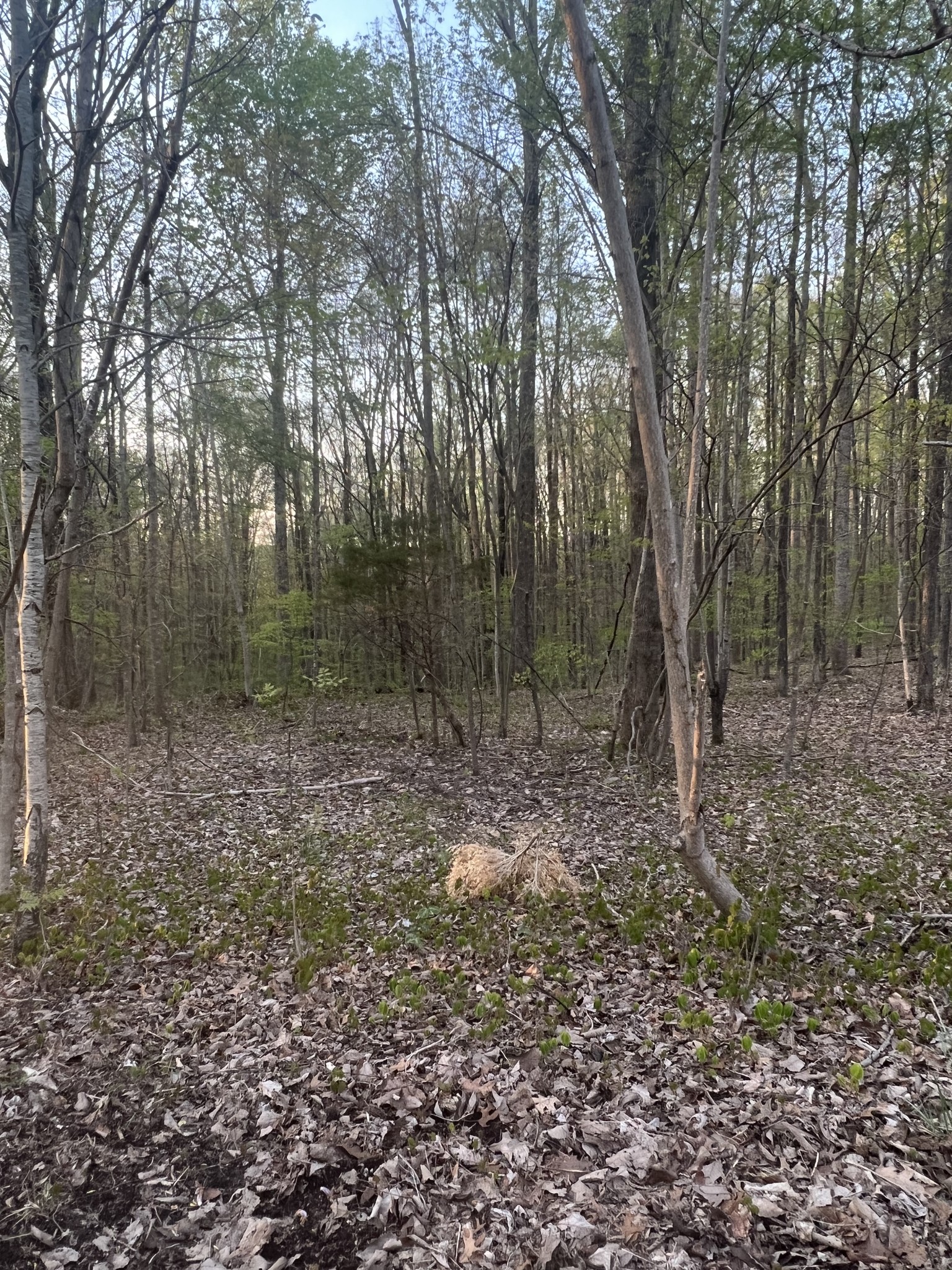 22 Rocky Top Road Sparta, TN 38583 - Photo 5 of 6 a view of a forest with trees in the background