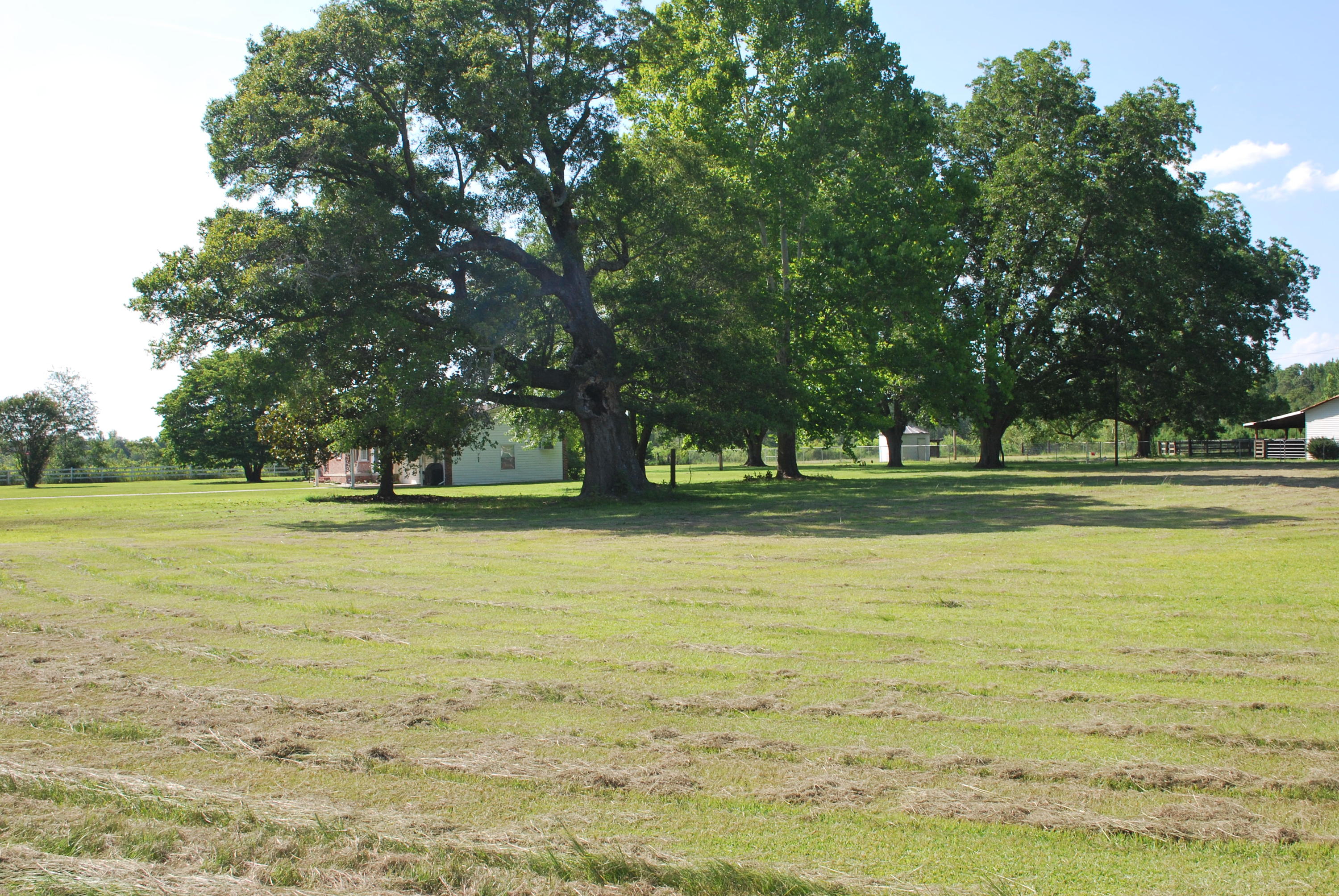 1293 Thompson Road Bennettsville, SC 29512 - Photo 3 of 20 DSC_0959