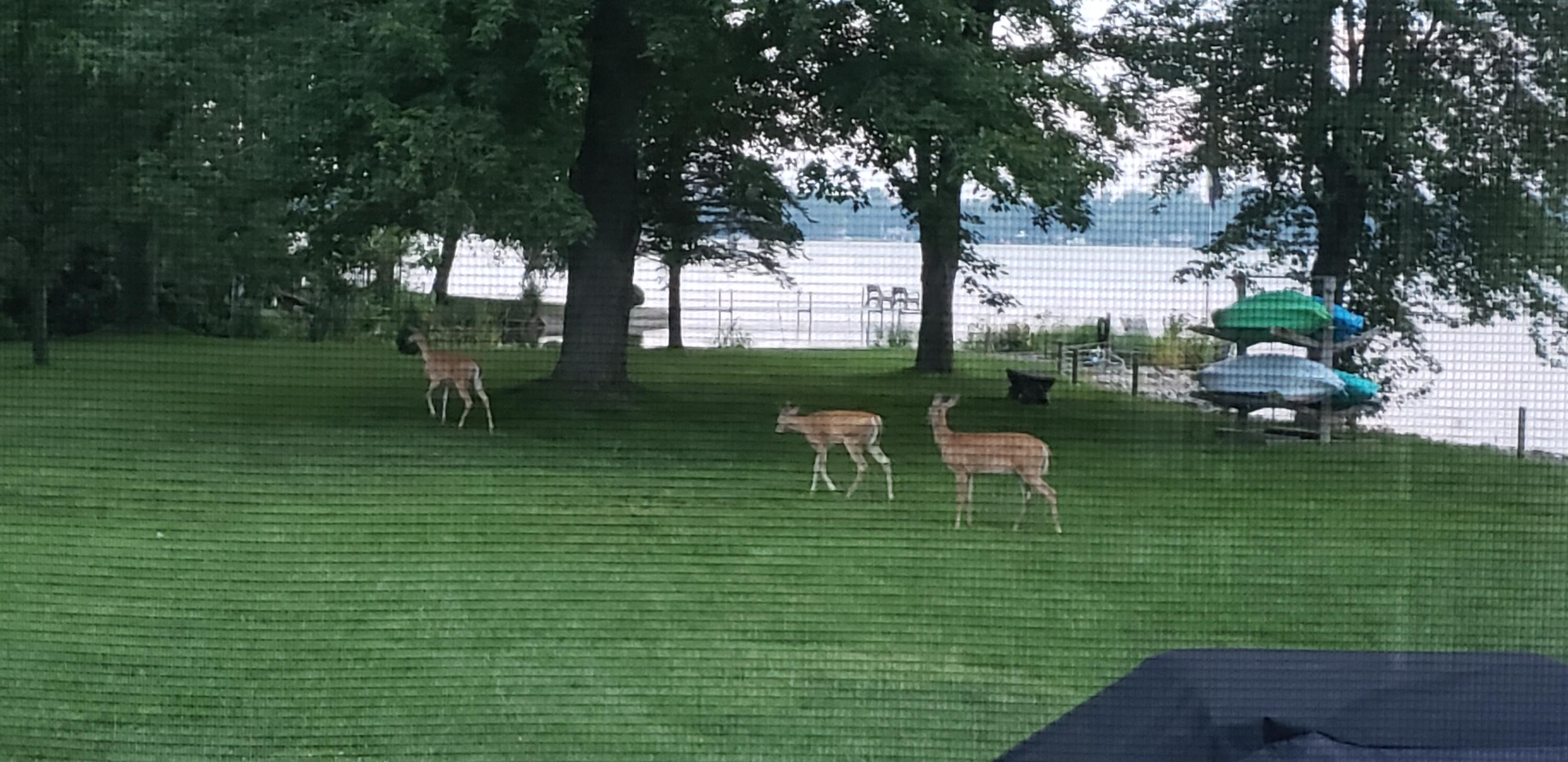 134 Wilmin Road Quincy, MI 49082 - Photo 83 of 116 134 Wilmin deer