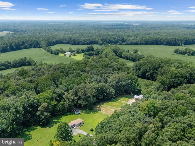 a view of a lush green forest