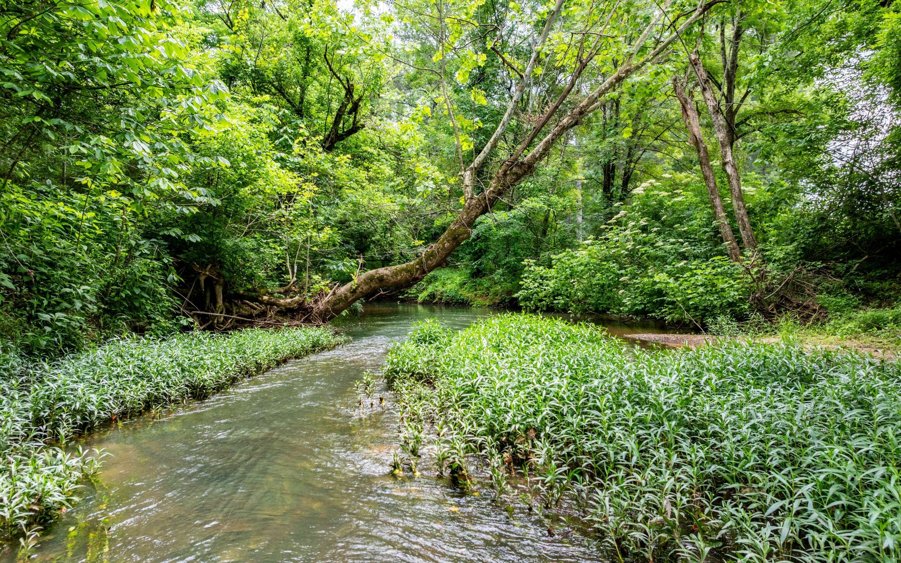 0 Pine Hill Road Southeast Rydal, GA 30171 - Photo 4 of 32 2 Creeks on Property Lines