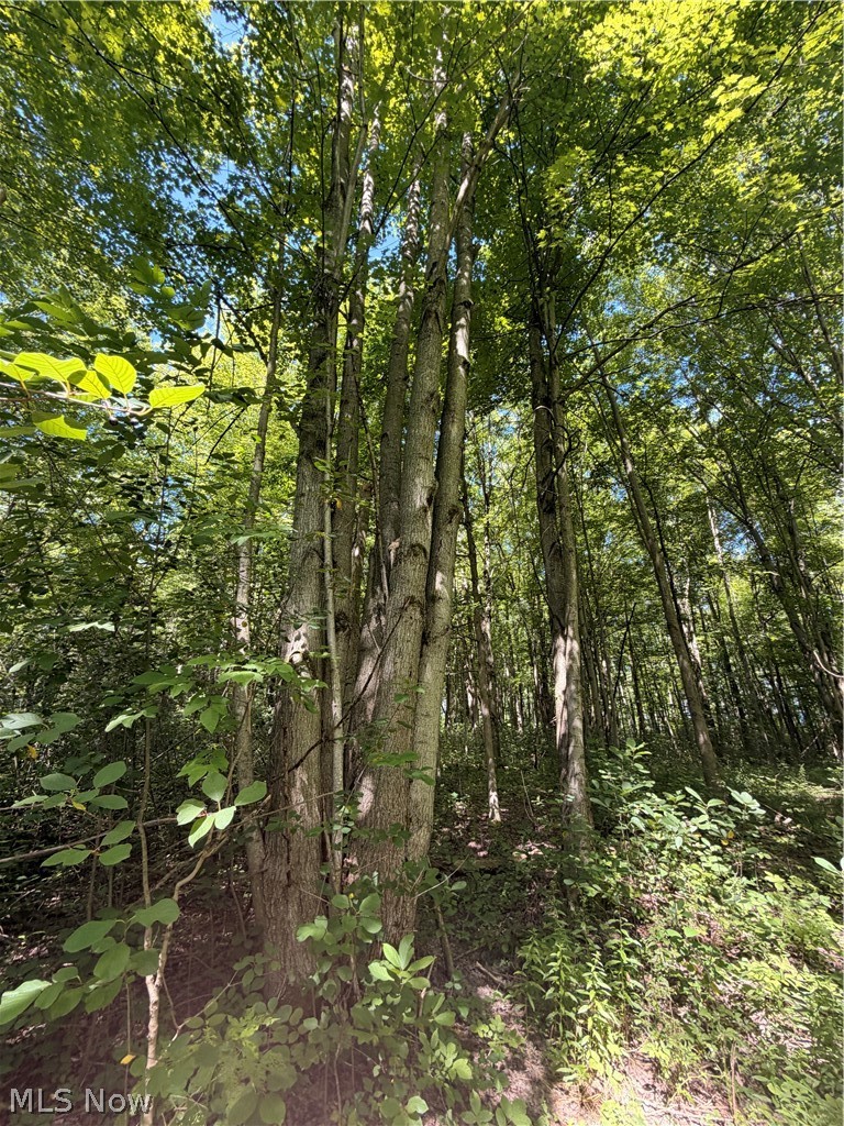 Wooded acreage featuring abundant mature trees and natural vegetation