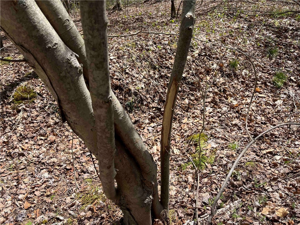 9929 State Route Arkport, NY 14807 - Photo 46 of 50