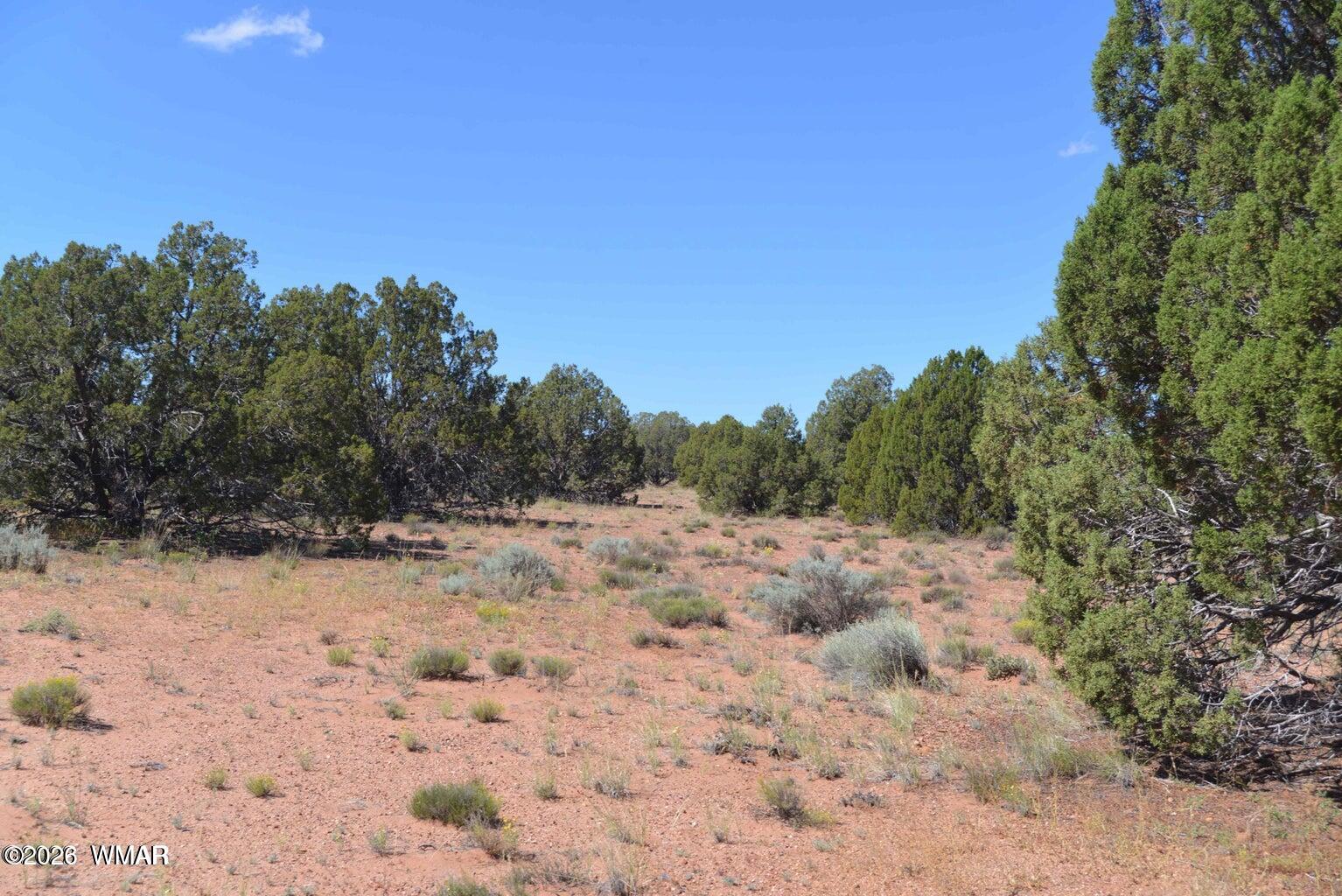 4027 Indian Bend Road Snowflake, AZ 85937 - Photo 1 of 2 Beautiful Juniper Trees