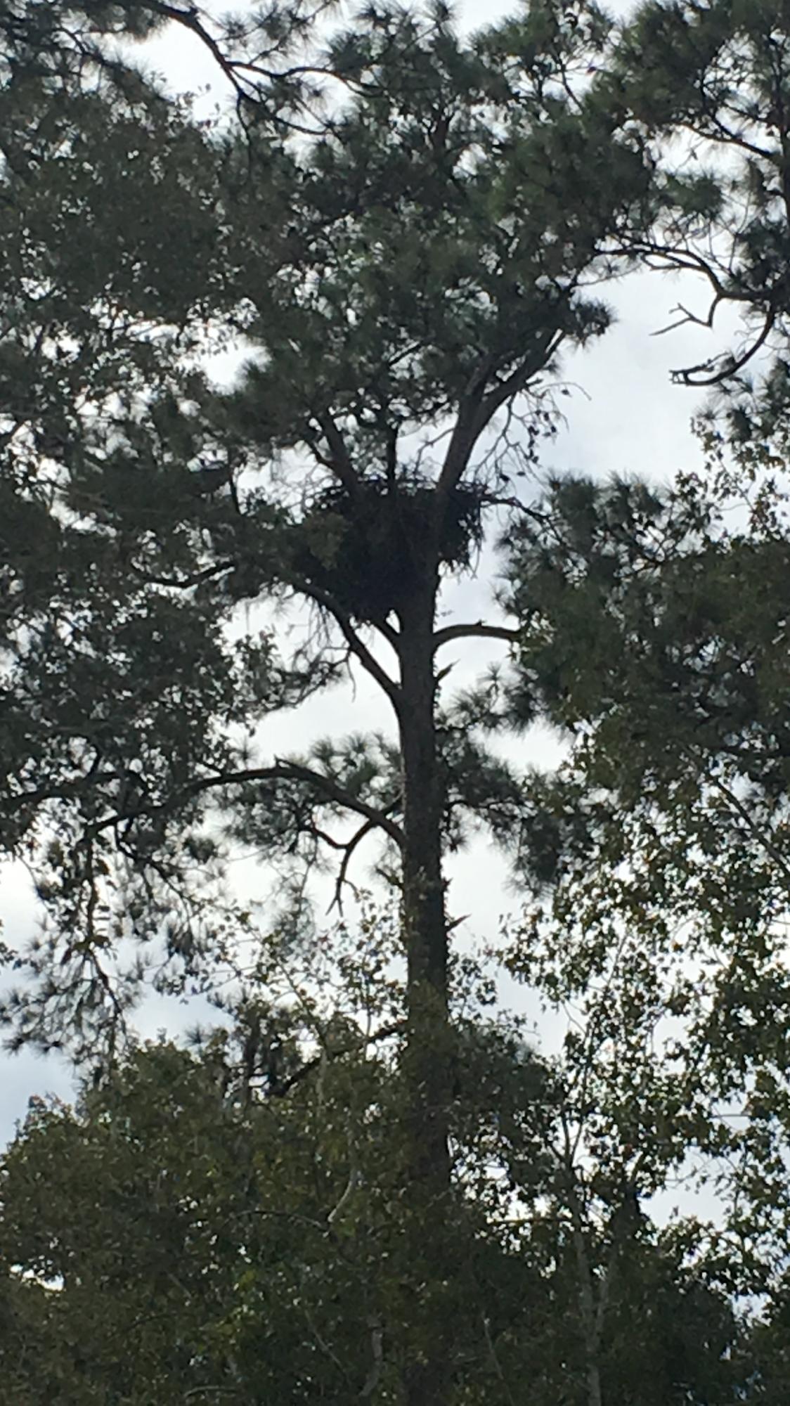 1368 Founders Way Mount Pleasant, SC 29464 - Photo 21 of 23 Eagle's Nest