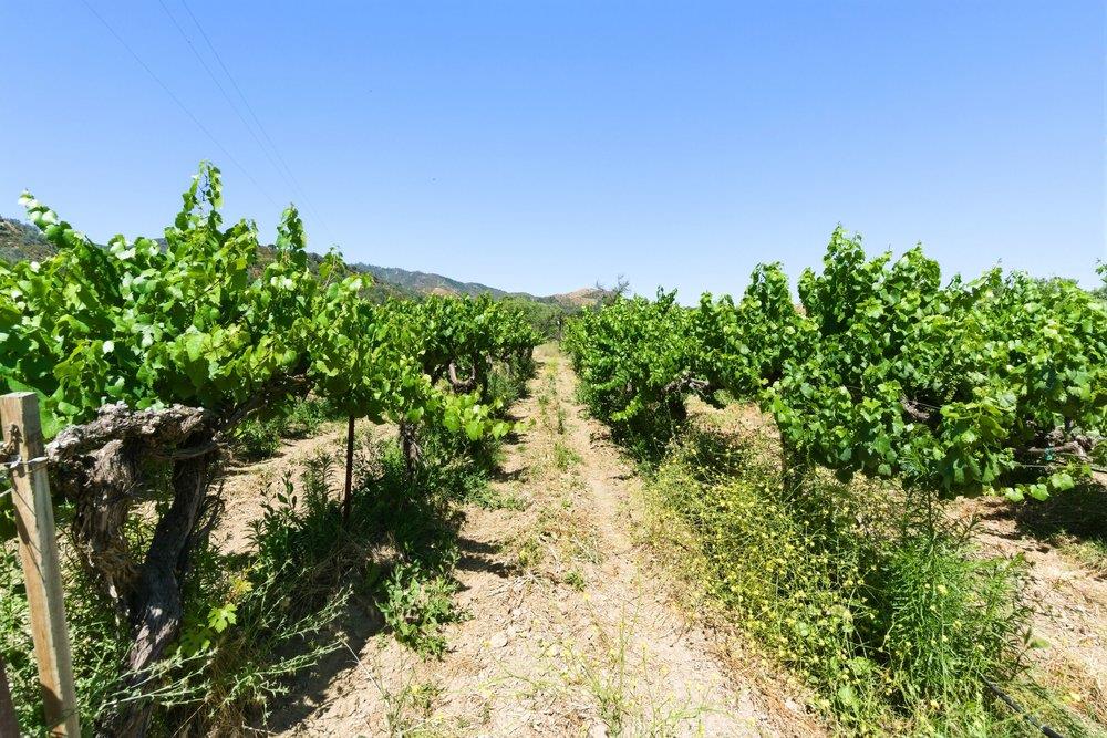 24.5-acres Cienega Road Paicines, CA 95043 - Photo 27 of 38