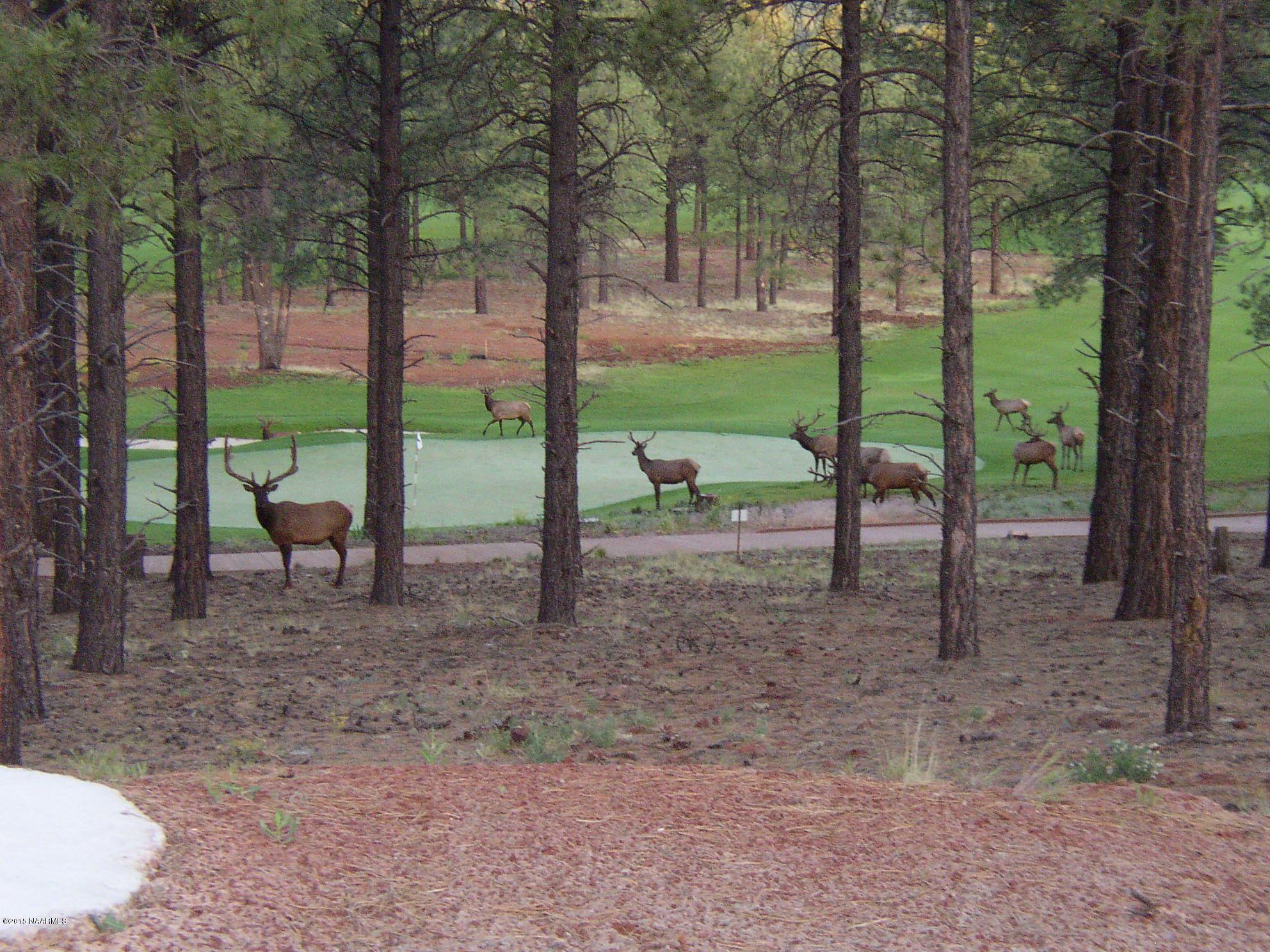 4420 South Flagstaff Ranch Road, Unit LOT 137 Flagstaff, AZ 86005 - Photo 8 of 9 Elk