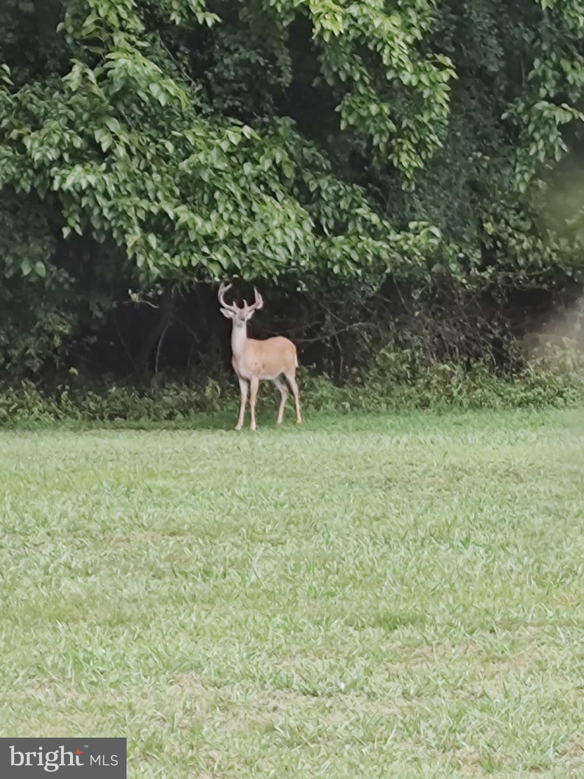 15184 Jarrell Road Goldsboro, MD 21636 - Photo 78 of 80 Beautiful Buck