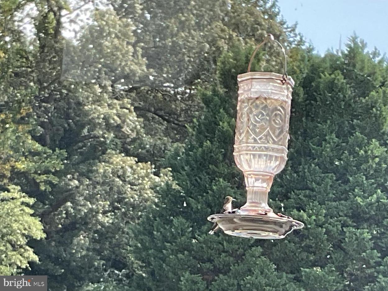 15184 Jarrell Road Goldsboro, MD 21636 - Photo 80 of 80 30 plus enjoy feeding during any given year