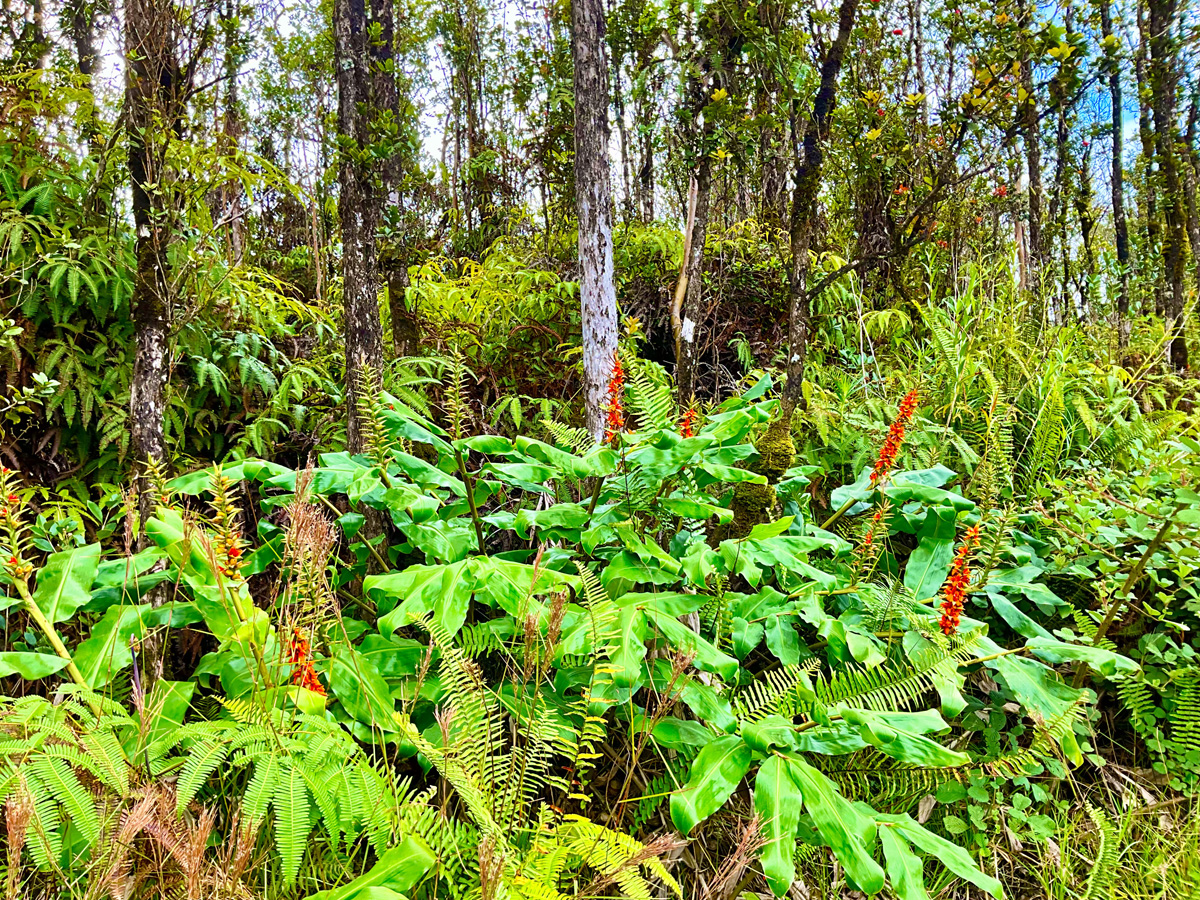 20 Makoa Road Pahoa, HI 96778 - Photo 4 of 8