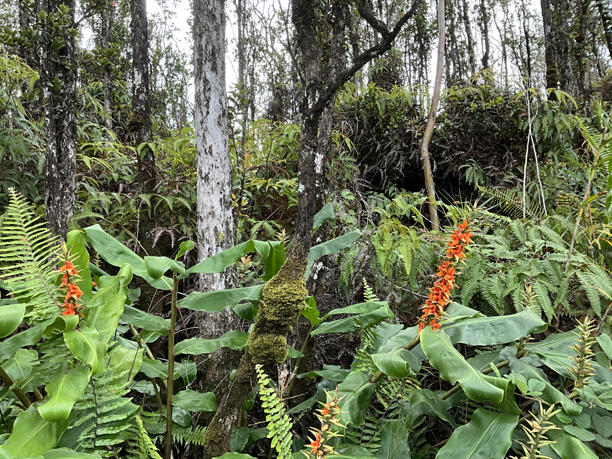 20 Makoa Road Pahoa, HI 96778 - Photo 5 of 8