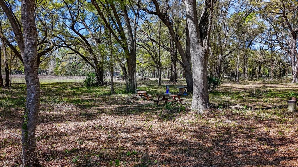 Northeast 160th Avenue Williston, FL 32696 - Photo 21 of 44 a view of some trees in the forest