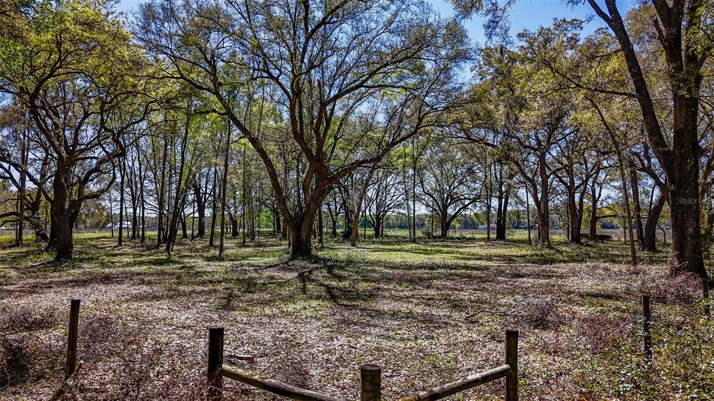 Northeast 160th Avenue Williston, FL 32696 - Photo 27 of 44 a view of a yard with large trees