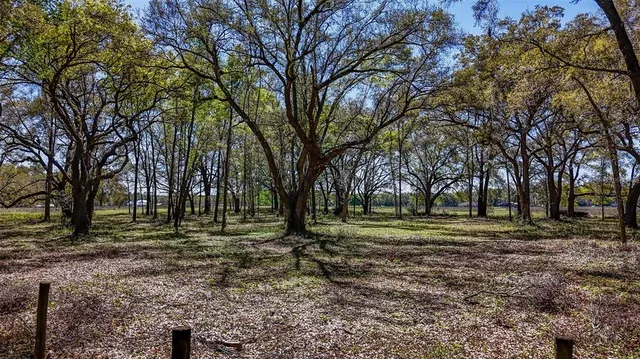 a view of a park that has large trees