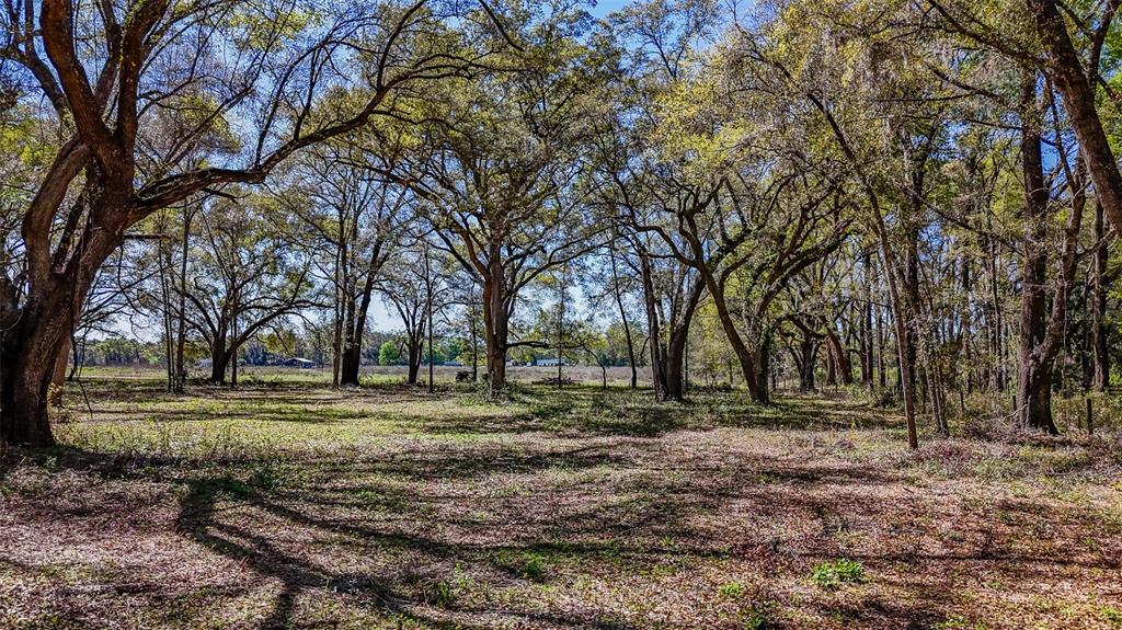 Northeast 160th Avenue Williston, FL 32696 - Photo 30 of 44 a view of a yard with a tree