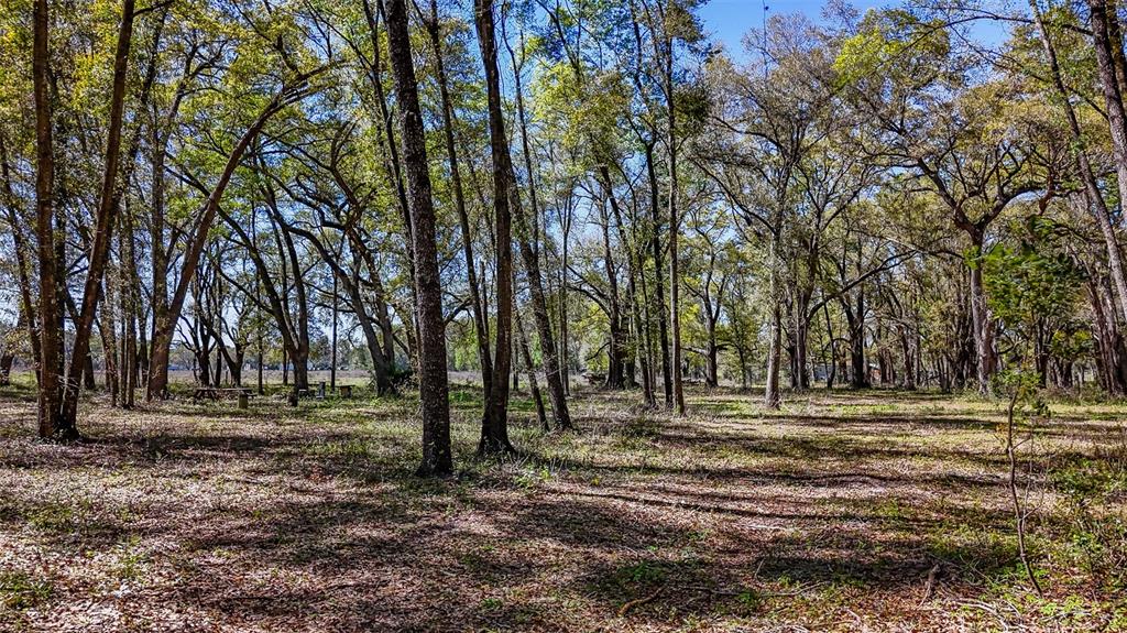 Northeast 160th Avenue Williston, FL 32696 - Photo 32 of 44 a view of outdoor space with trees