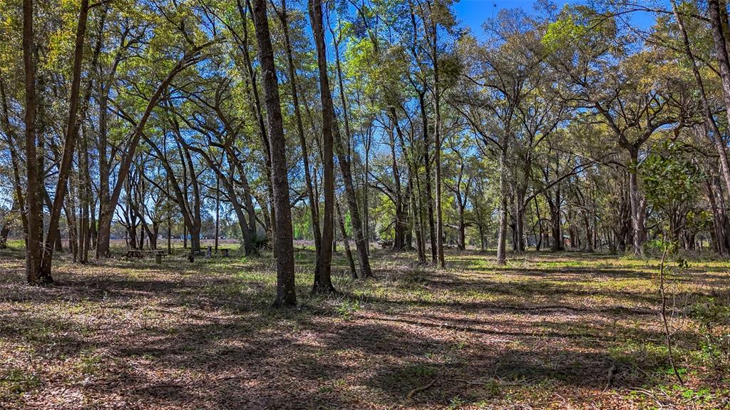 Northeast 160th Avenue Williston, FL 32696 - Photo 33 of 44 a view of outdoor space with trees