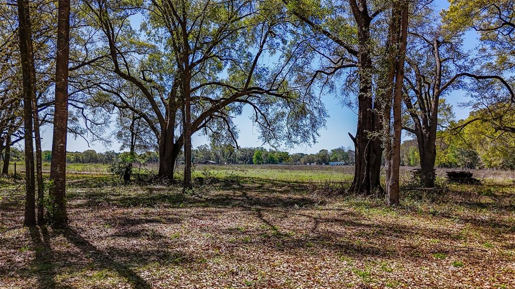 Northeast 160th Avenue Williston, FL 32696 - Photo 37 of 44 a view of a yard with a tree