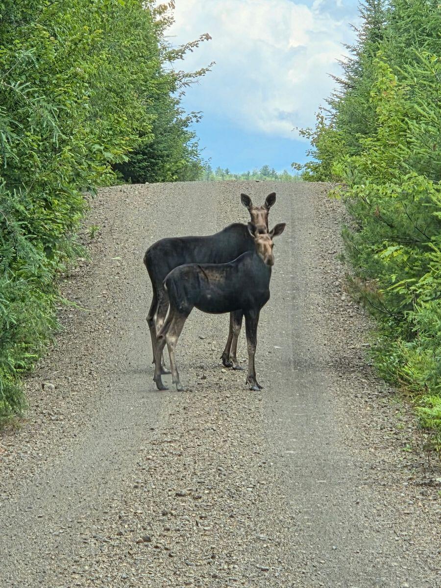 314 Atwood Pond Road Patten, ME 04765 - Photo 68 of 76 Plenty of wildlife...
