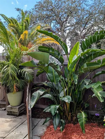 a view of a plant with a plant