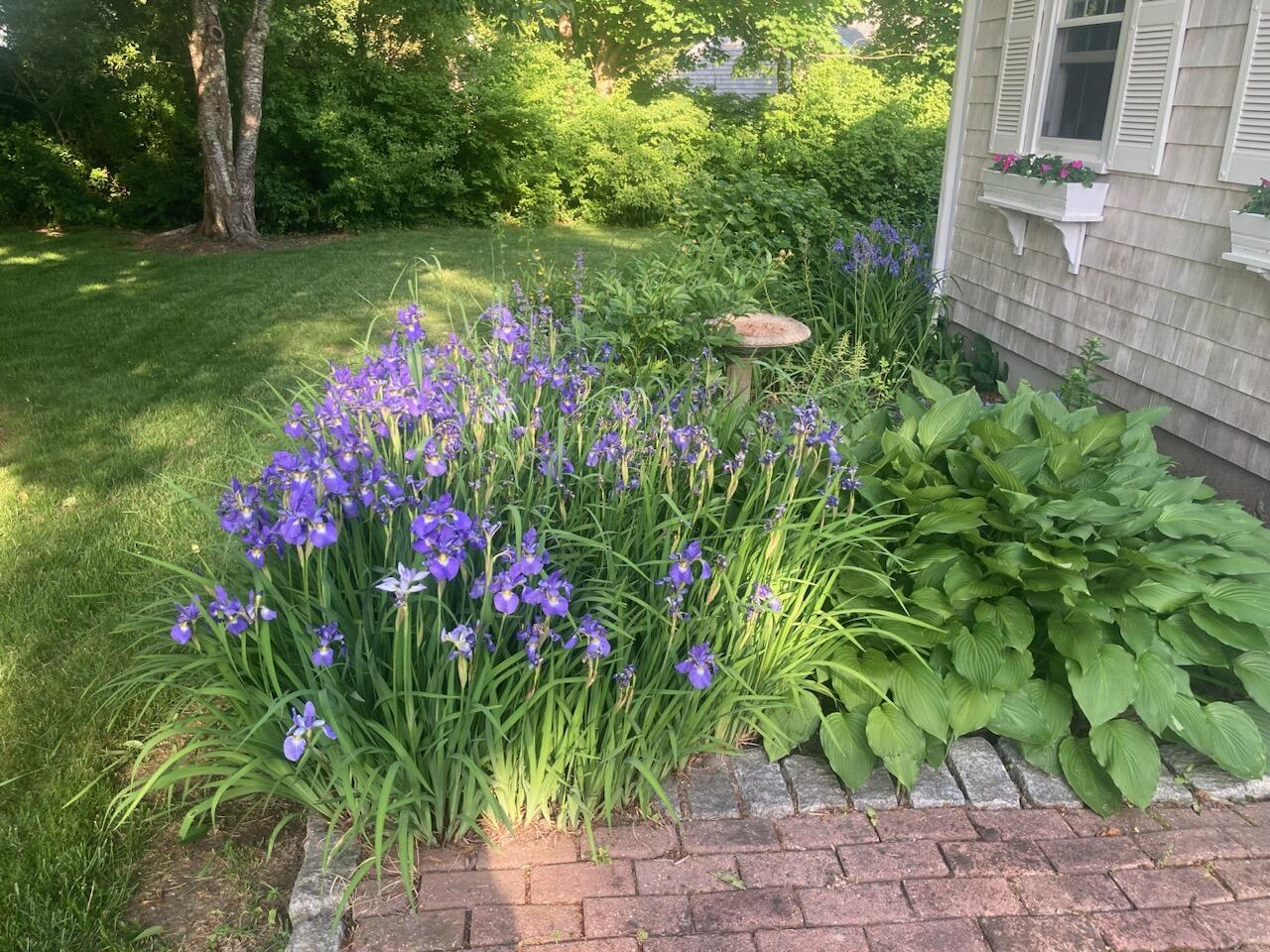 11 Moody Drive Sandwich, MA 02563 - Photo 36 of 50 flowers gracing the entry