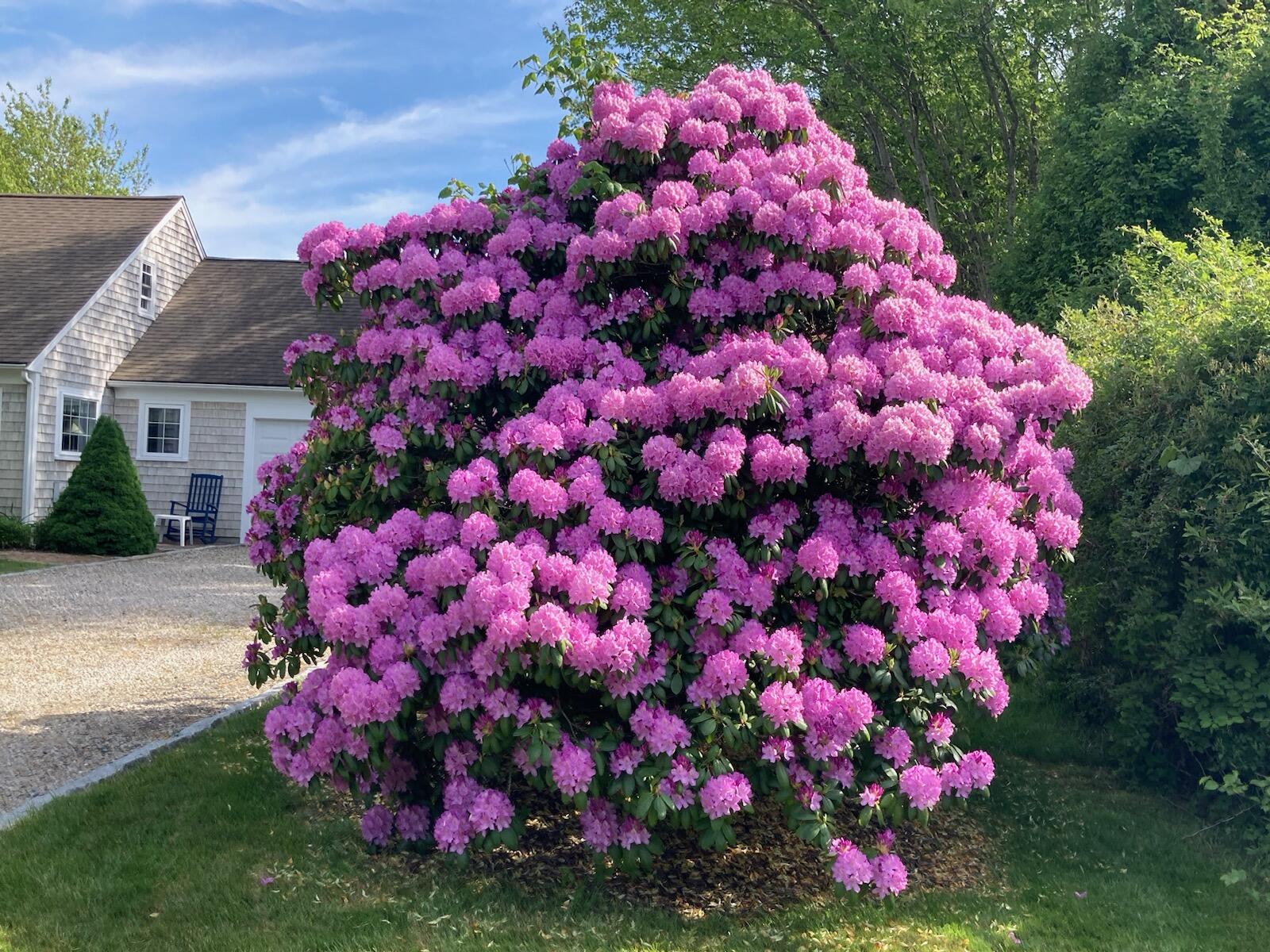 11 Moody Drive Sandwich, MA 02563 - Photo 4 of 50 rhodi close-up