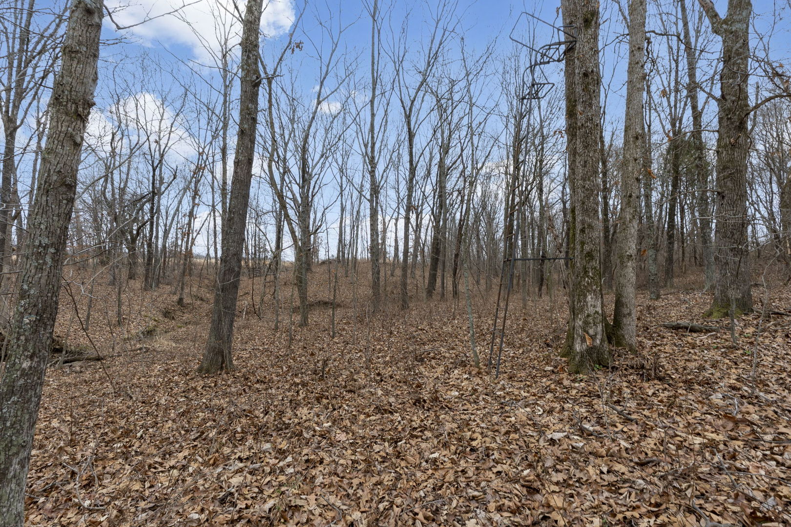 7198 Omega Road Kinmundy, IL 62854 - Photo 45 of 95 a view of a yard with trees
