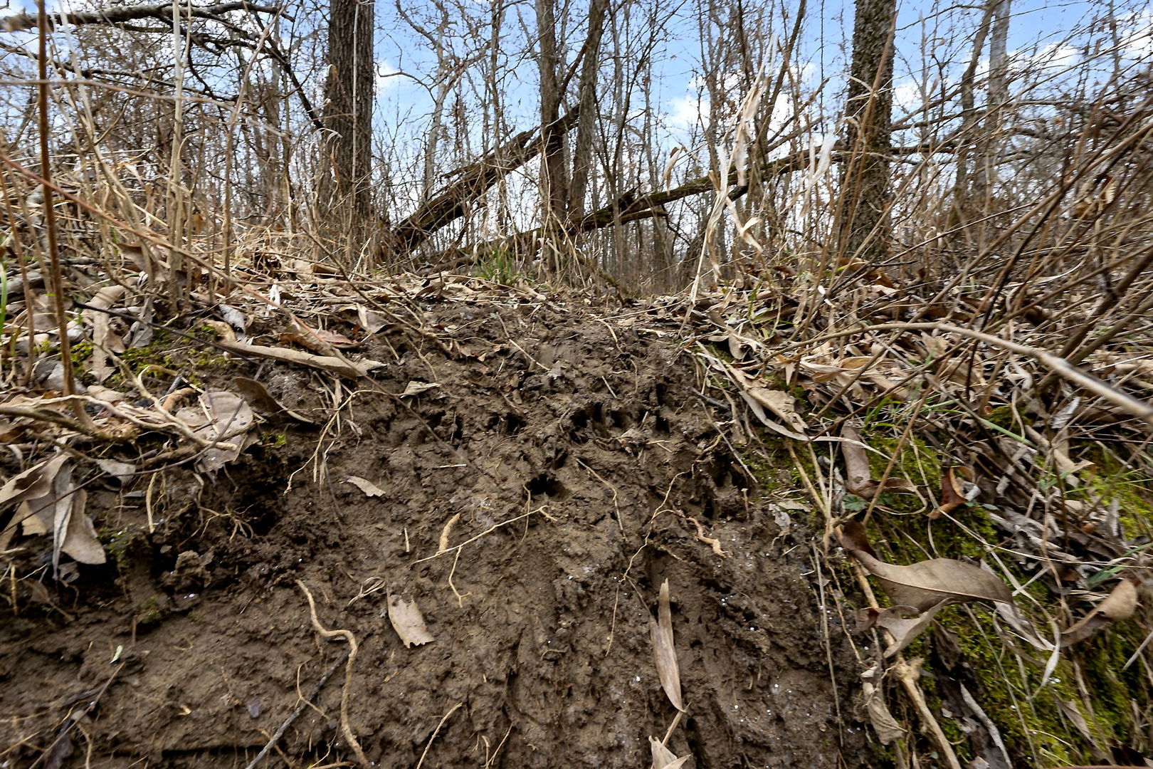 7198 Omega Road Kinmundy, IL 62854 - Photo 48 of 95 a view of a yard