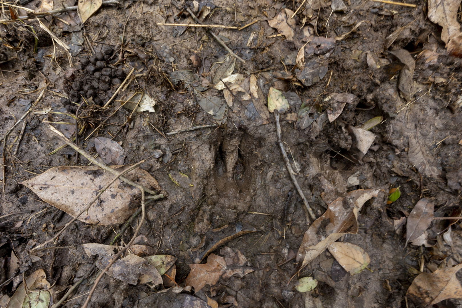 7198 Omega Road Kinmundy, IL 62854 - Photo 50 of 95