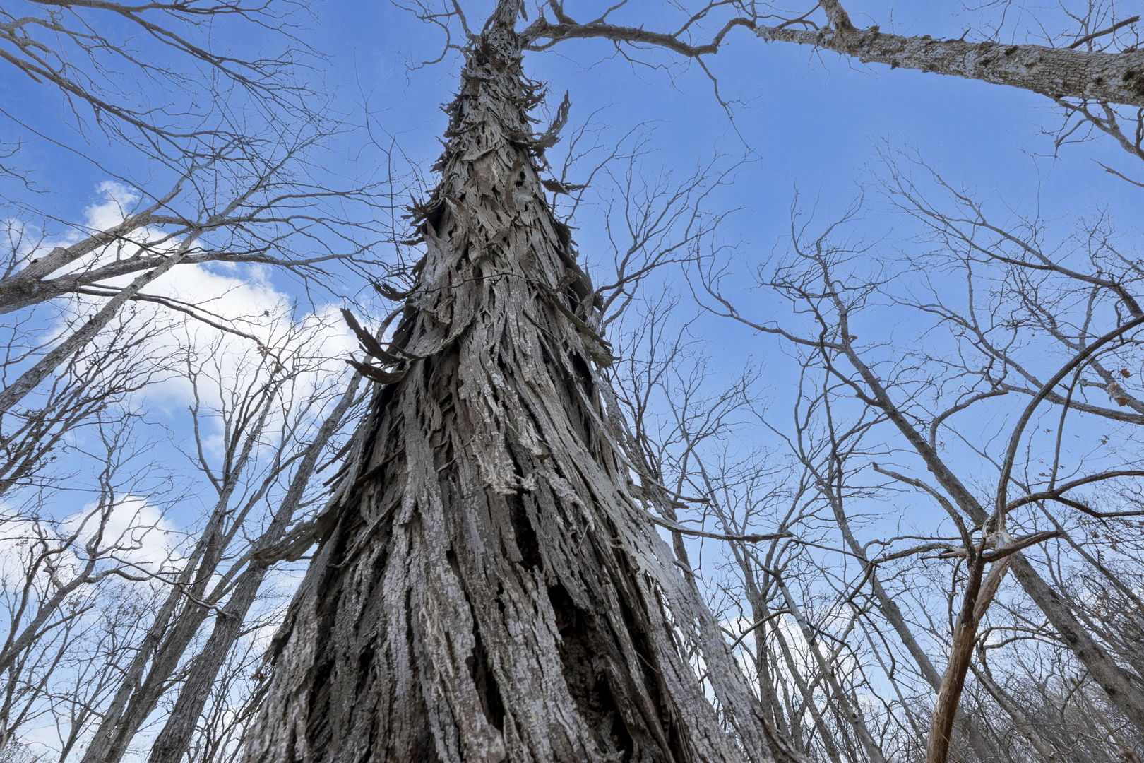 7198 Omega Road Kinmundy, IL 62854 - Photo 53 of 95