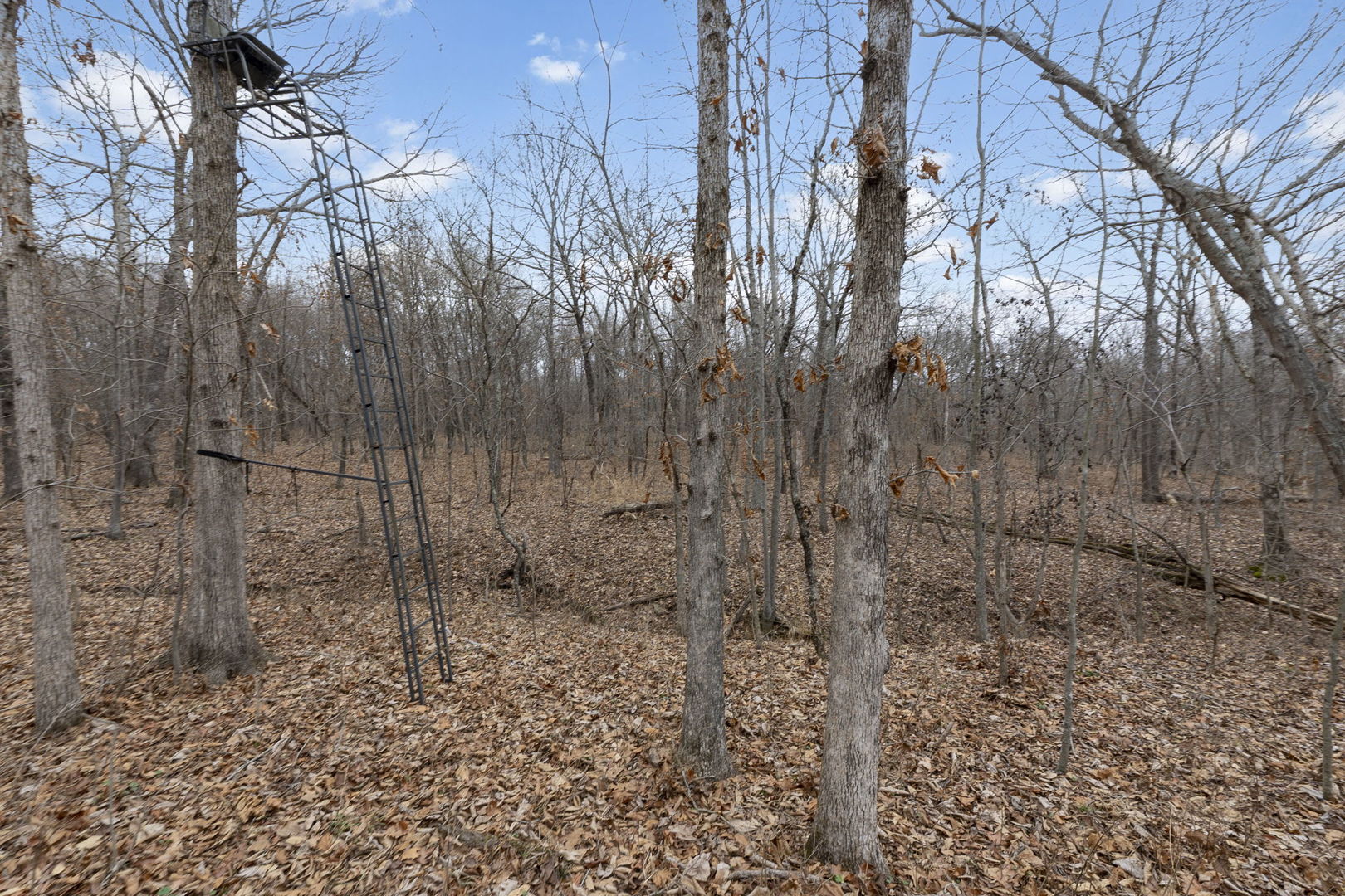7198 Omega Road Kinmundy, IL 62854 - Photo 54 of 95 a view of a yard with trees in the background